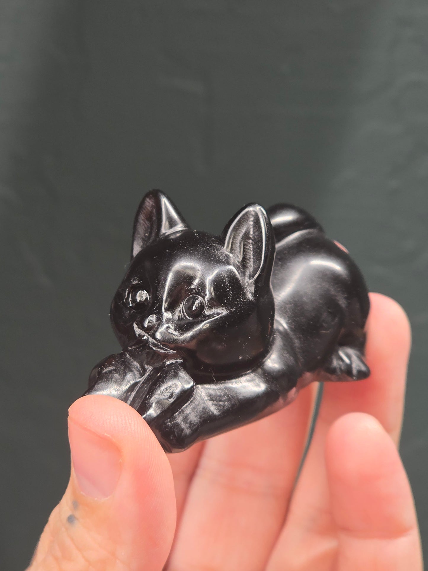 Cat with Butterfly