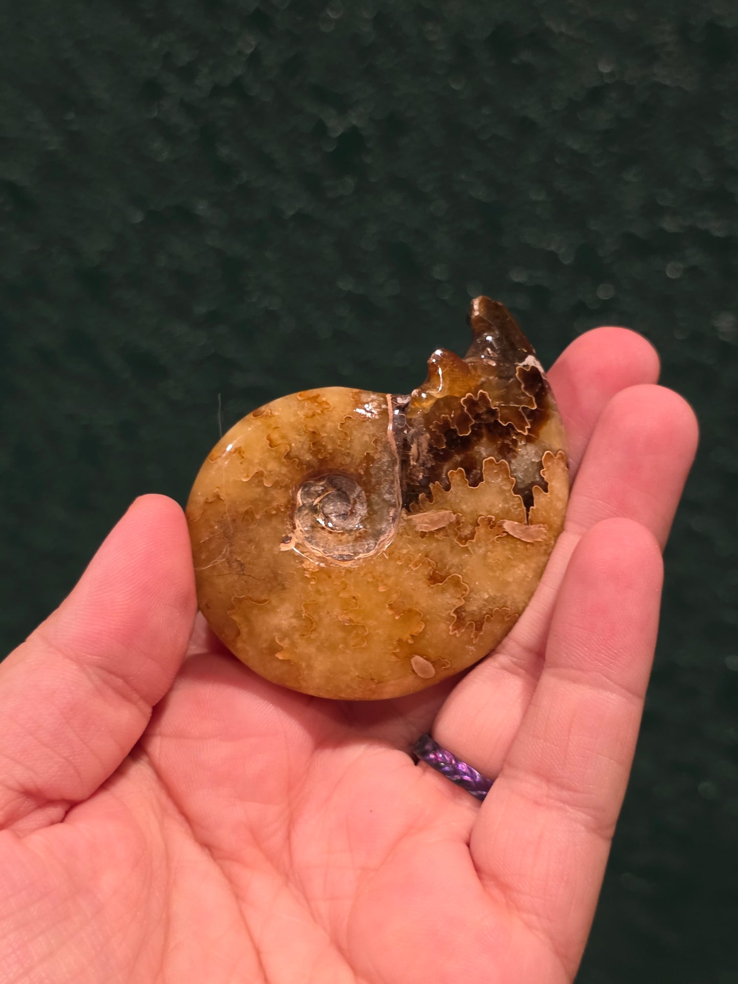 Ammonite