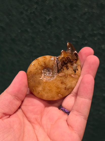 Ammonite