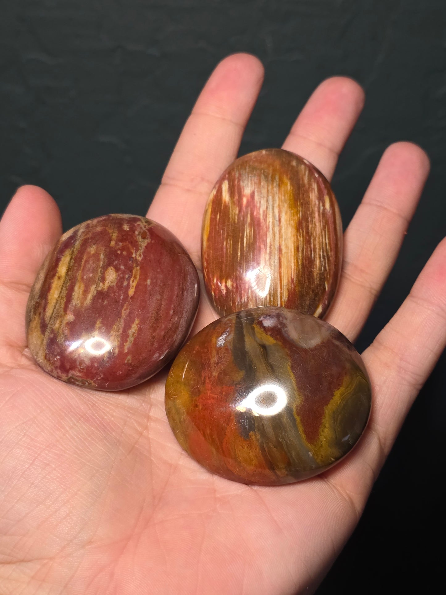Petrified Wood Palm Stone