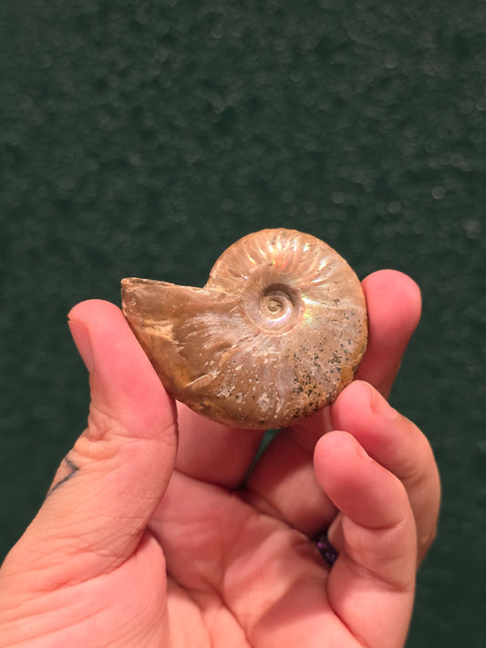 Ammonite