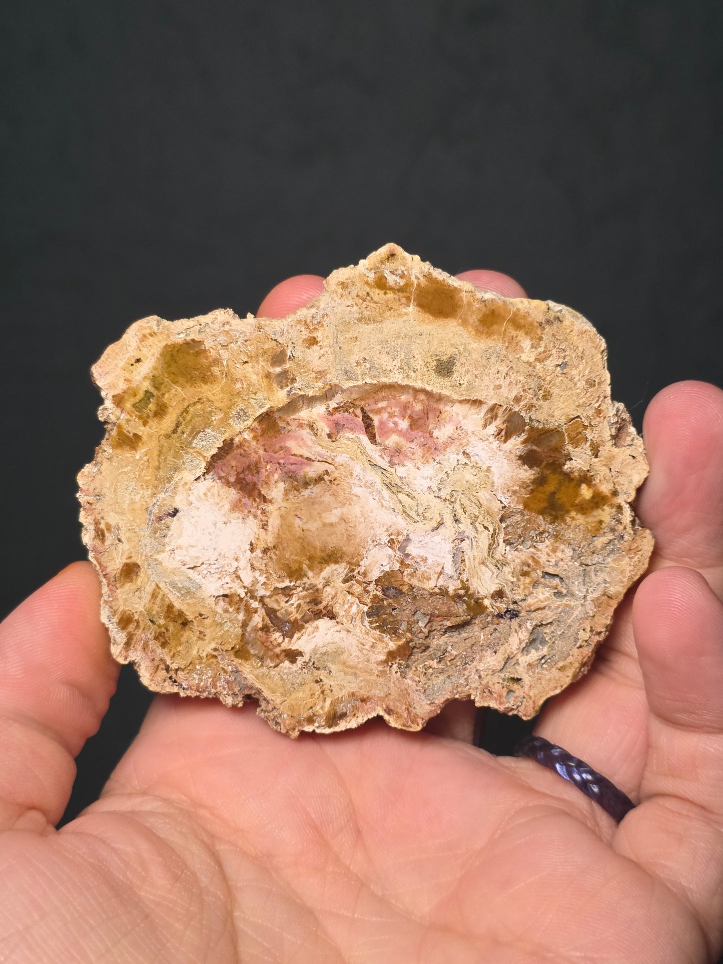 Petrified Wood Slab